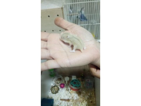 Gonzales hamster