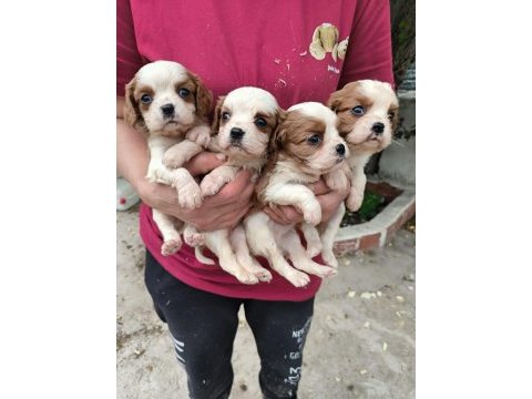 Irk garantili cavalier king charles yavrular