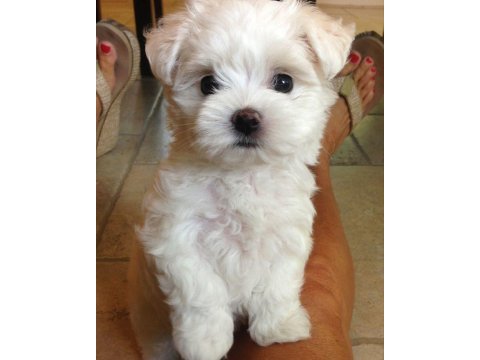 Maltese terrier yavrular aynı gün teslimat