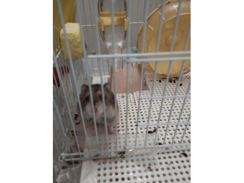 Sevimli hamster