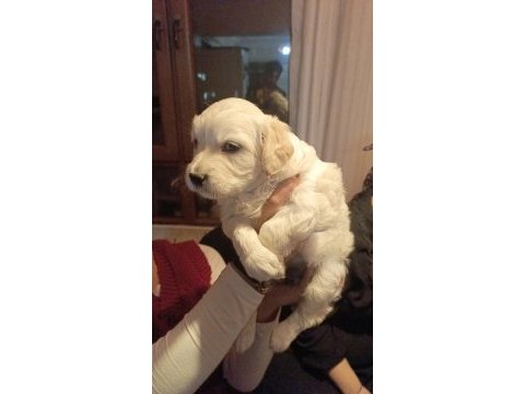 Yeni golden retriever yavruları