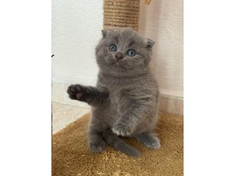 A kalite scottish fold yavrular yeni sahiplerini arıyor