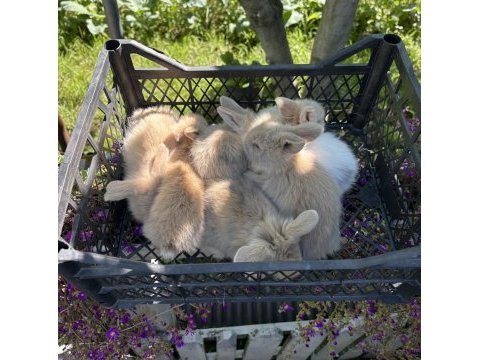 Hollanda lop tavşan