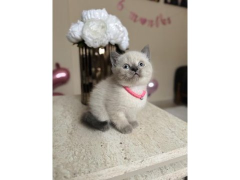 British shorthair bluepoint yavrular