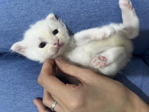 1 aylık erkek ankara kedisi
