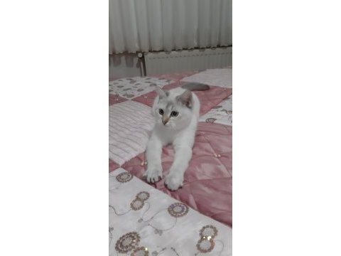 Lynx point british shorthair prenses