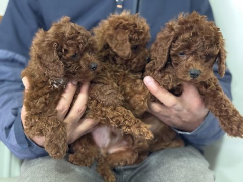 Petmode köpek çiftliğinden ziyarete açık toy poodle