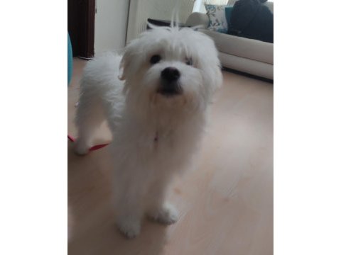 9 aylık erkek maltese