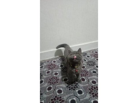 Akıllı british shorthair gofret