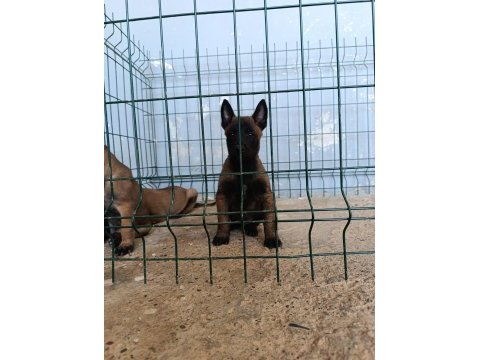 Belçika malinois dişi ve erkek mevcut
