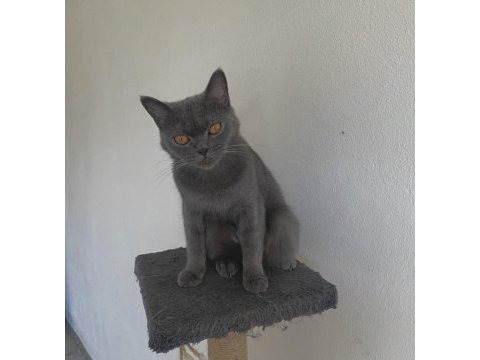 Ücretsiz british shorthair dişi 2 yaşında