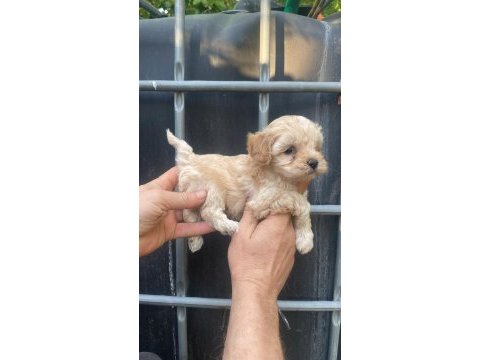 Beyaz ve renkli terrier bebekler