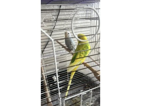 Yavrulu muhabbet takımlar ve yeni yeme düşmüş yavrular