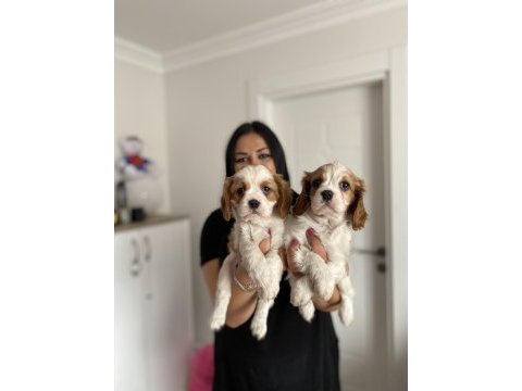 Sağlık ve ırk garantili cavalier king charles yavrularım