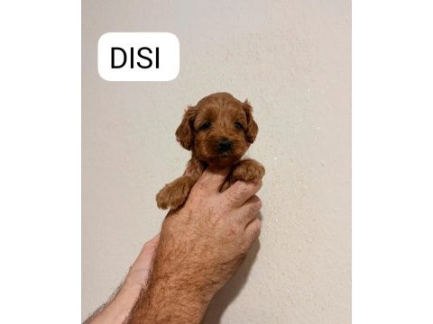 Tatlı mınık köpekler