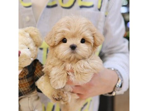 Maltipoo bebeklerim