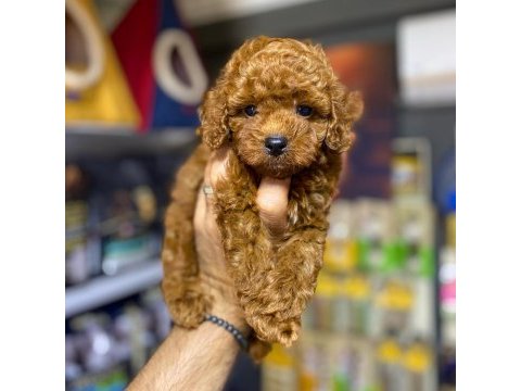Toy poodle minikler