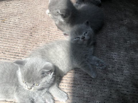19 nisan doğum 3 dişi kedimizi sahiplendiriyoruz
