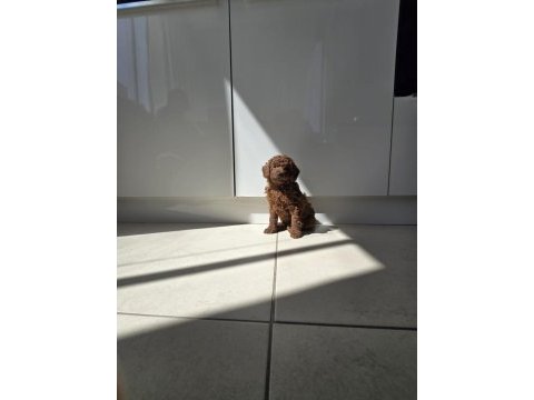 Toy poodle ve kore poodle en küçük boy yavrular