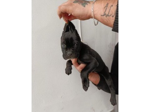 Cane corso yavrularımız ırk garantilidir