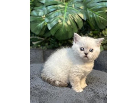 British shorthair ny1133 dişi