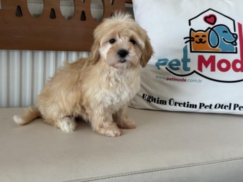Ultra kalite aşılı pasaportlu mini maltipoo yavrular