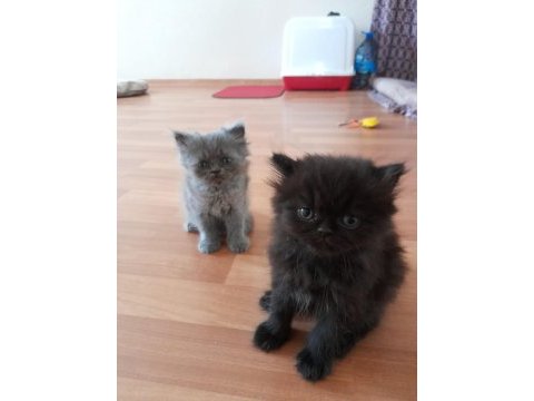 Chinchilla yavrularımız yeni yuvalarını bekliyor