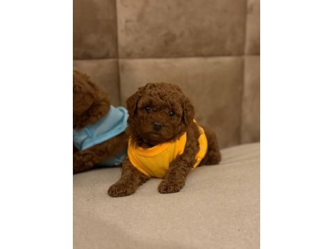 Toy poodle yavrular