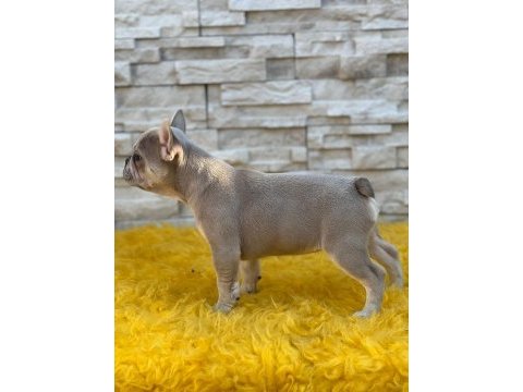 Lilak tan french bulldog dişi kızımız