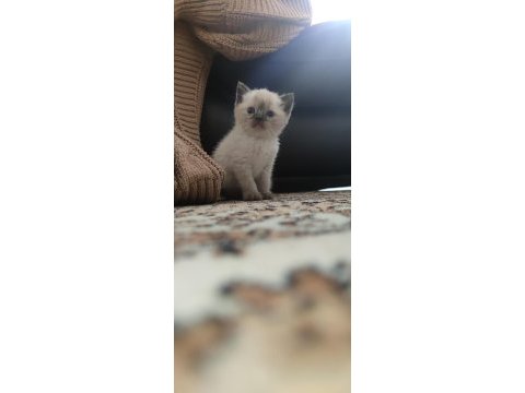 Sevdiğiniz için en güzeli british shorthair