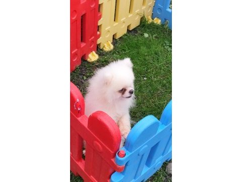 Pomeryan boo ayı surat erkek