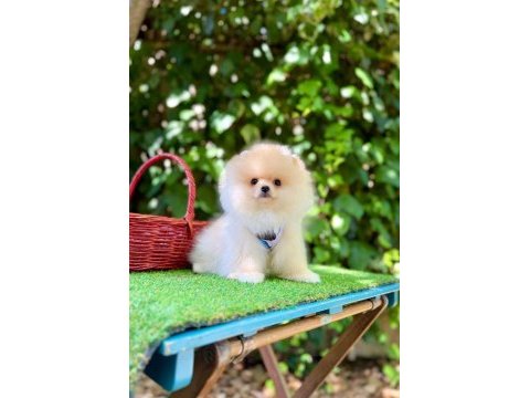 Orjinal pomeranian boo