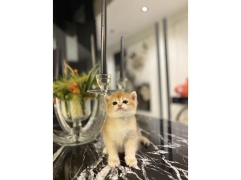 Brıtısh shorthair golden yavrularım 
