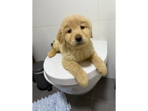 Golden retriever yavru köpek 2 aylık