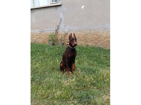 A scr şampiyon soy doberman