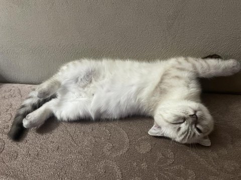 Scottish fold beyaz renk mavi gözlü 3 aylık