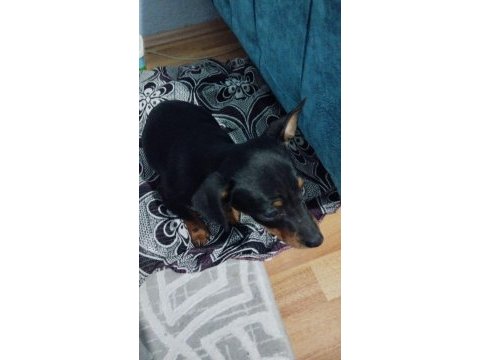 Yavru pinscher