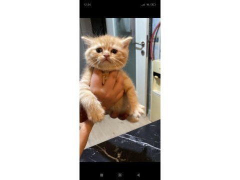 Kedilerimiz 2 aylık scottish fold