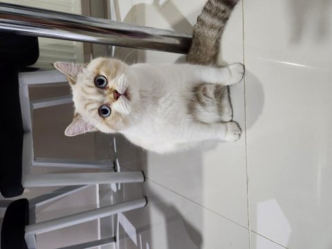 British shorthair tatlı yavrumuz