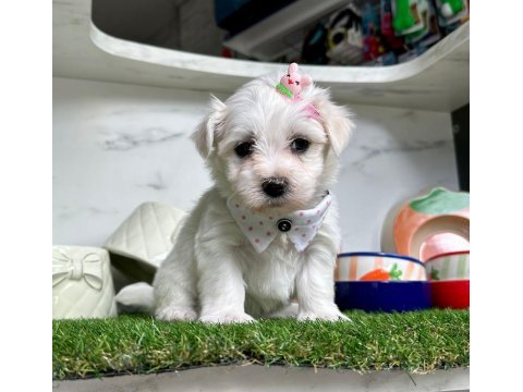 Maltese terrier yavruları