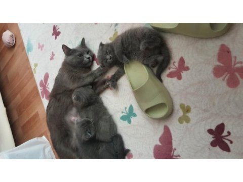 Safkan scottish fold