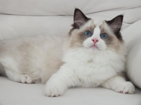 Full şecereli ragdoll yavruları