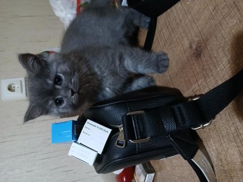 Safkan british shorthair yavru
