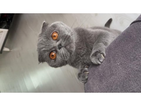3 yaşında dişi scottish fold