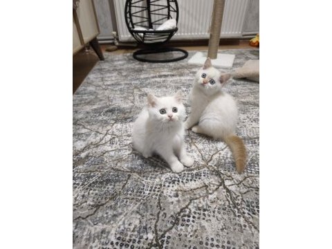 Kar beyaz mavi göz british shorthair erkek yavrularımız
