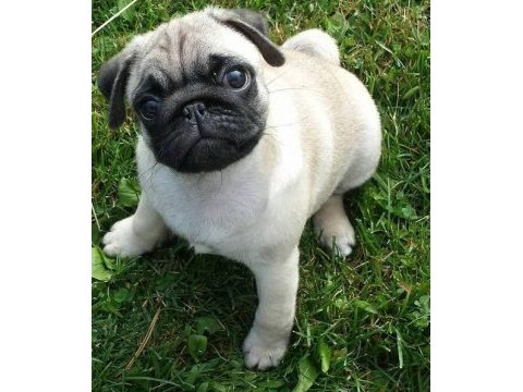 Pink taşıyıcı pug köpeği