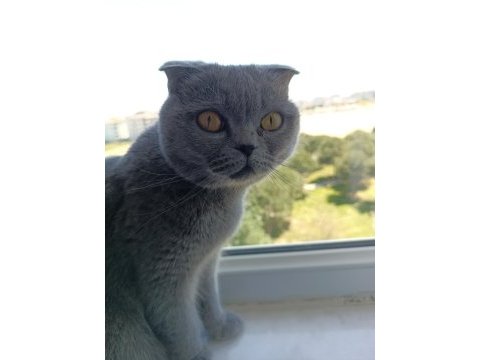 1.5 yaşında scottish fold