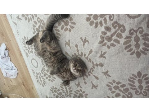 İki yaşındaki scottish fold oğlumuza kız arıyoruz