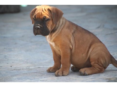 Fcı-kıf secereli safkan cane corso yavrular (fawn)