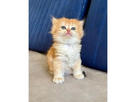 British shorthair erkek golden bebekler